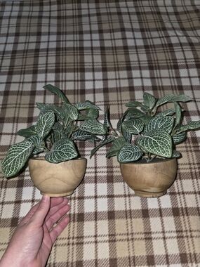 Threshold Green Fittonia in Natural Wood Pot - Home Accents.
